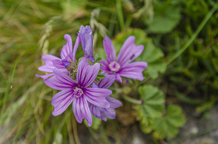 Flores lilas - San Juan de Gaztelugatxe - Vizcaya - España